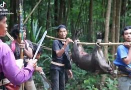 Beruang Menyerang Orang Berburu Babi Liar